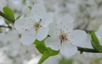 Zarte weiße Kirschblüten im Frühlingsblühen