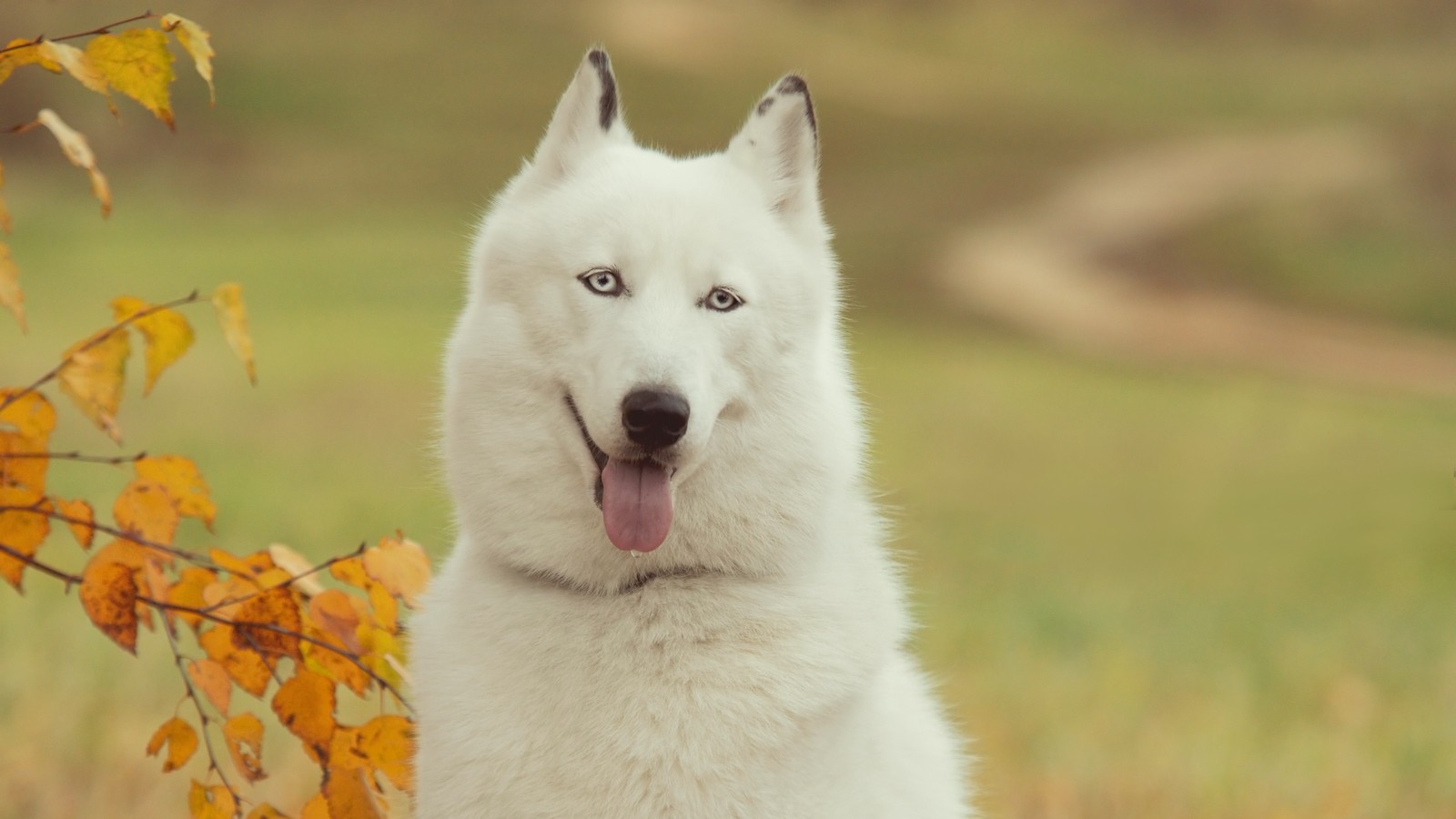 Cachorro árabe com olhos azuis sentado em um campo com folhas (husky siberiano, husky, cachorro, raça de cachorro, cão da groenândia)