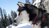 siberian husky, alaskan malamute, husky, dog, sakhalin husky