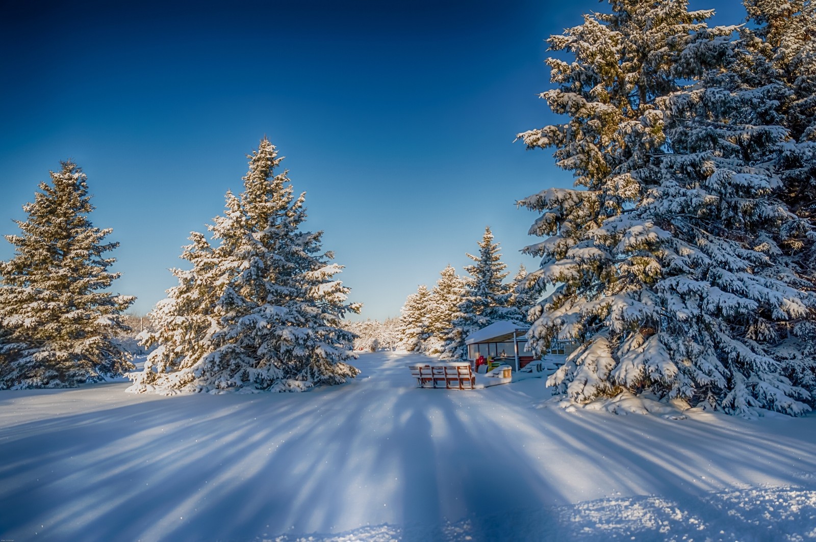 Lade fichte, baum, schnee, winter, natur Hintergrund herunter