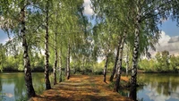 Bosque de bétulas tranquilo à beira da água