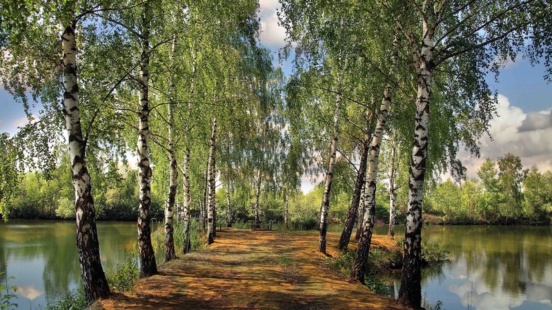 Une vue d'un chemin à travers une forêt à côté d'un lac (arbre, nature, plante ligneuse, réserve naturelle, plante)