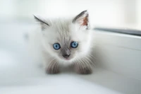 Gatinho adorável com olhos azuis marcantes e pelagem branca e fofa.