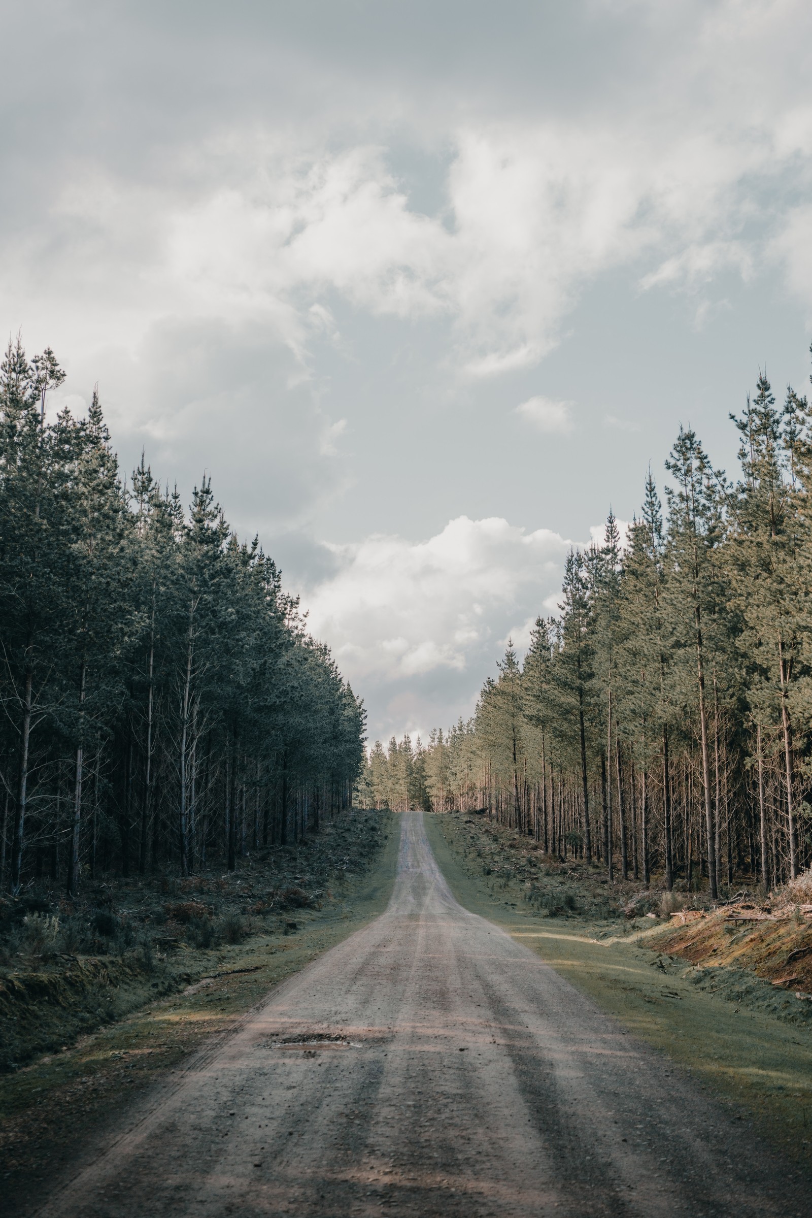 There is a dirt road that is lined with trees (tree, road surface, dirt road, road, lane)