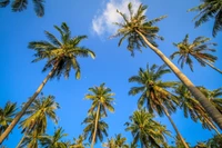 Tropical Skyline: Majestic Palm Trees Against a Clear Blue Sky