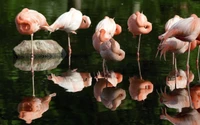 flamingo, ave aquática, pássaro, bico