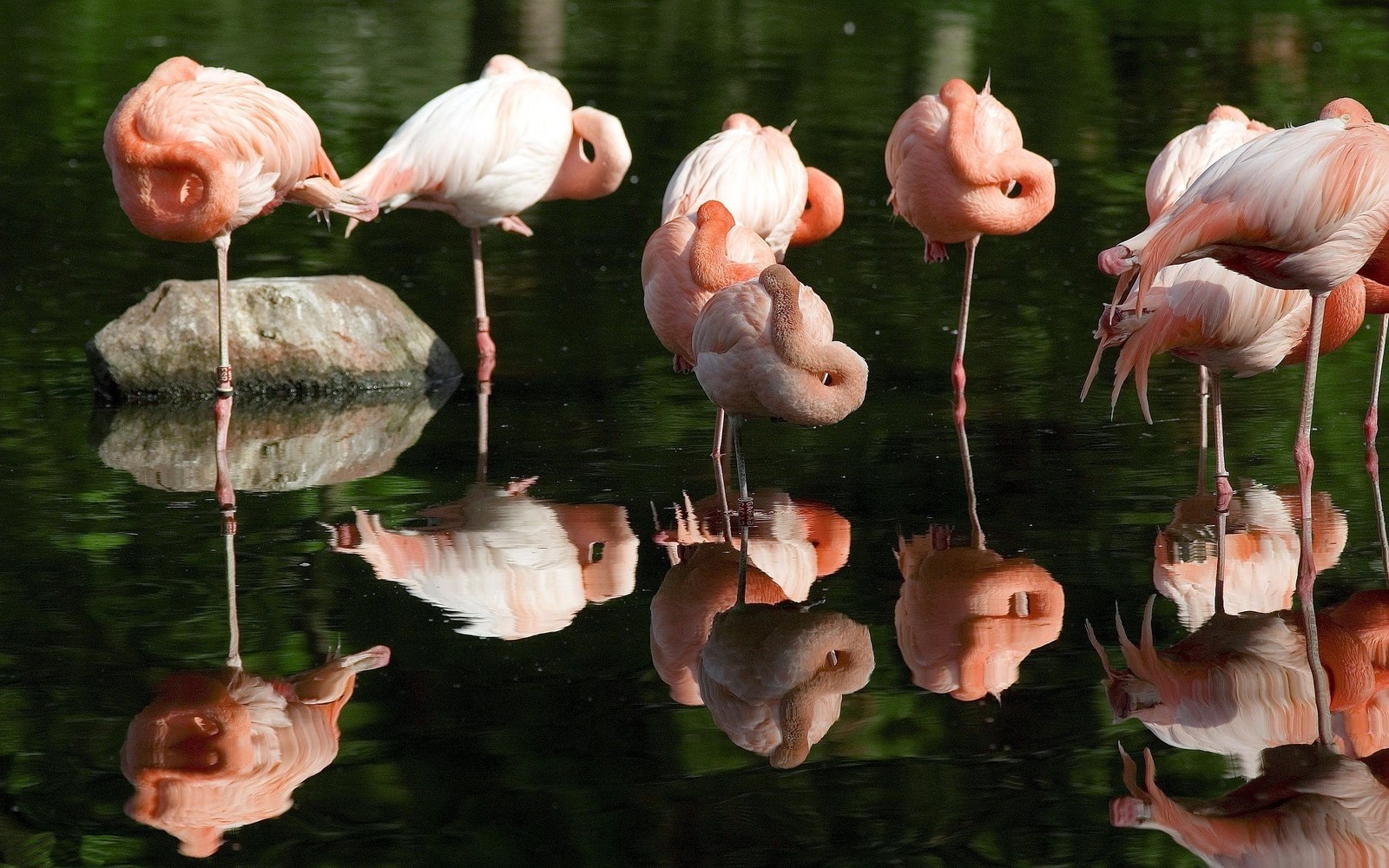 Flamingos estão em pé na água e bebendo da água (flamingo, ave aquática, pássaro, bico)