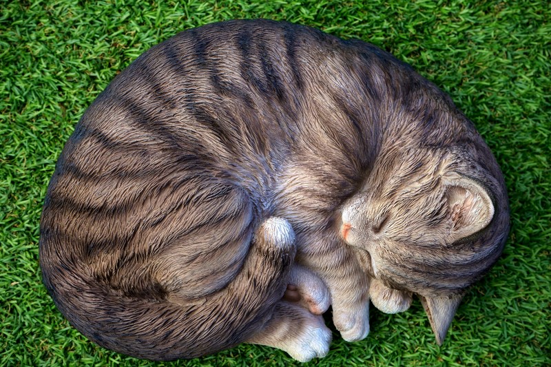 Кот свернулся калачиком на траве с головой на земле (полосатый кот, котёнок, милота, кот, felidae)