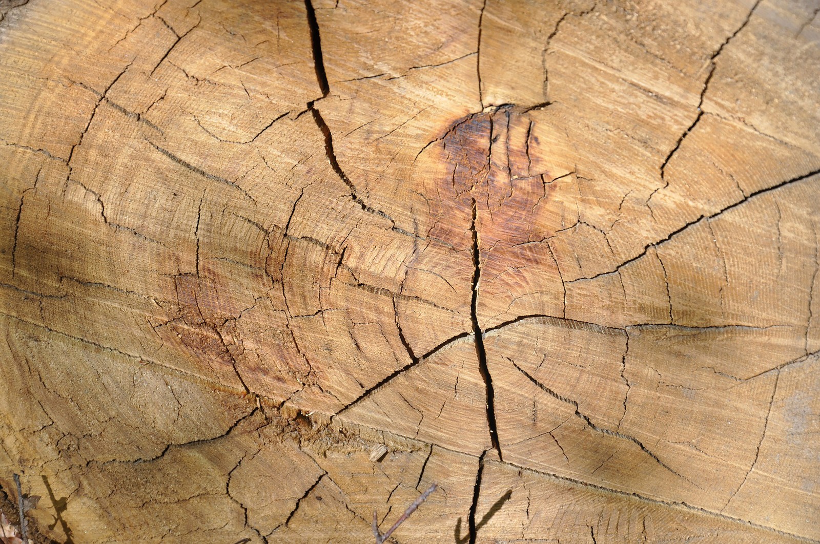 Gros plan d'un tronc d'arbre avec une fissure (bois, coffre, arbre, feuille, plante)