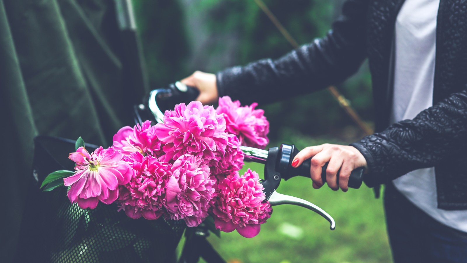 Someone is holding a bunch of flowers on a bicycle (flower, pink, floristry, plant, floral design)