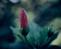 Gros plan d'un bouton rouge entouré de feuilles vertes