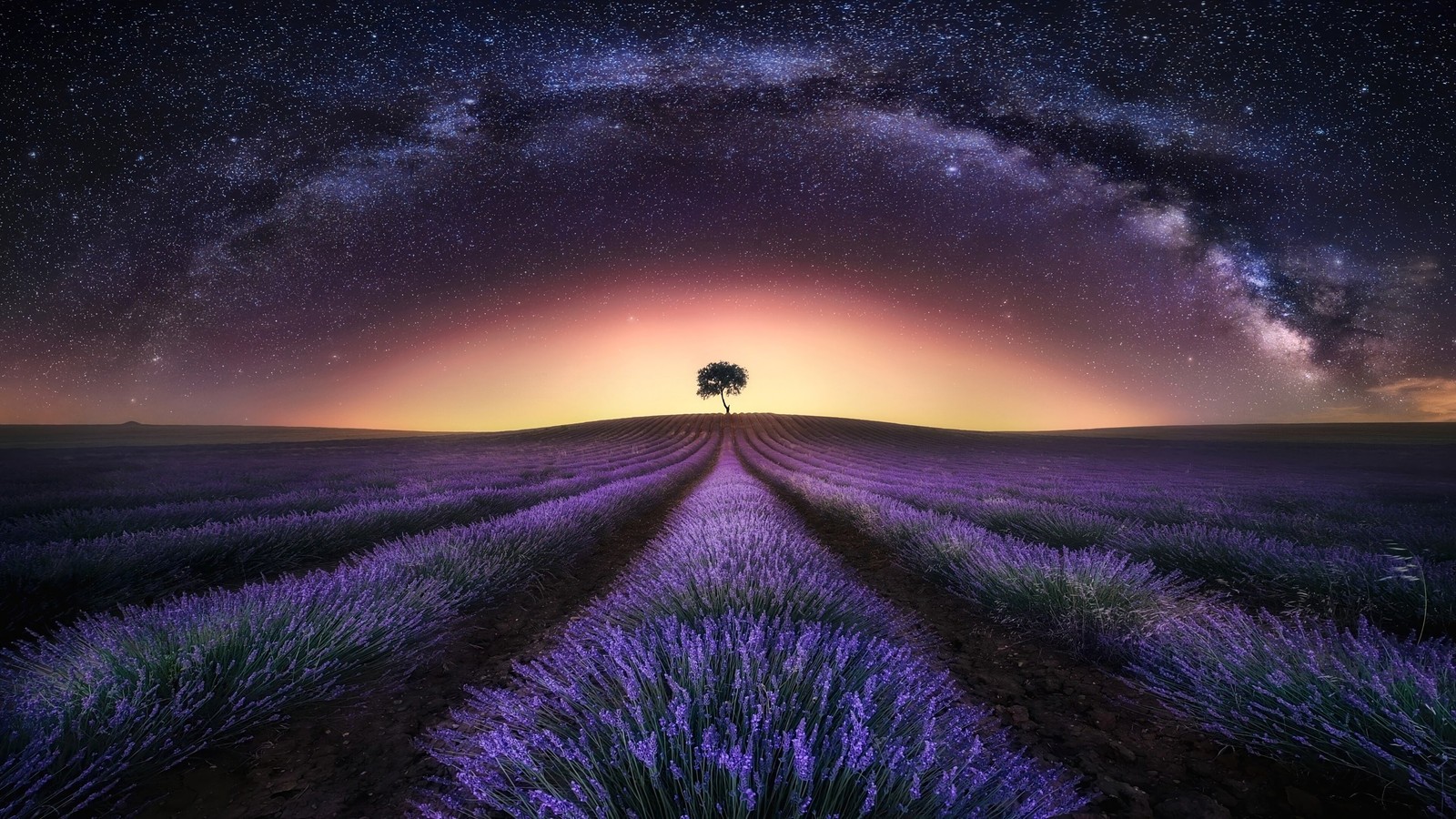 Um campo de flores de lavanda sob um céu preenchido com a via láctea (estrelas, noite, céu, via láctea, lavanda)