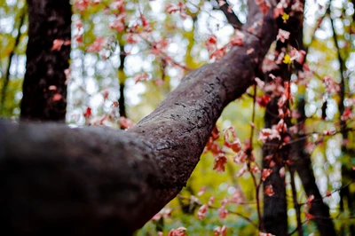 Herbstlicher Baumzweig mit blühenden Blättern