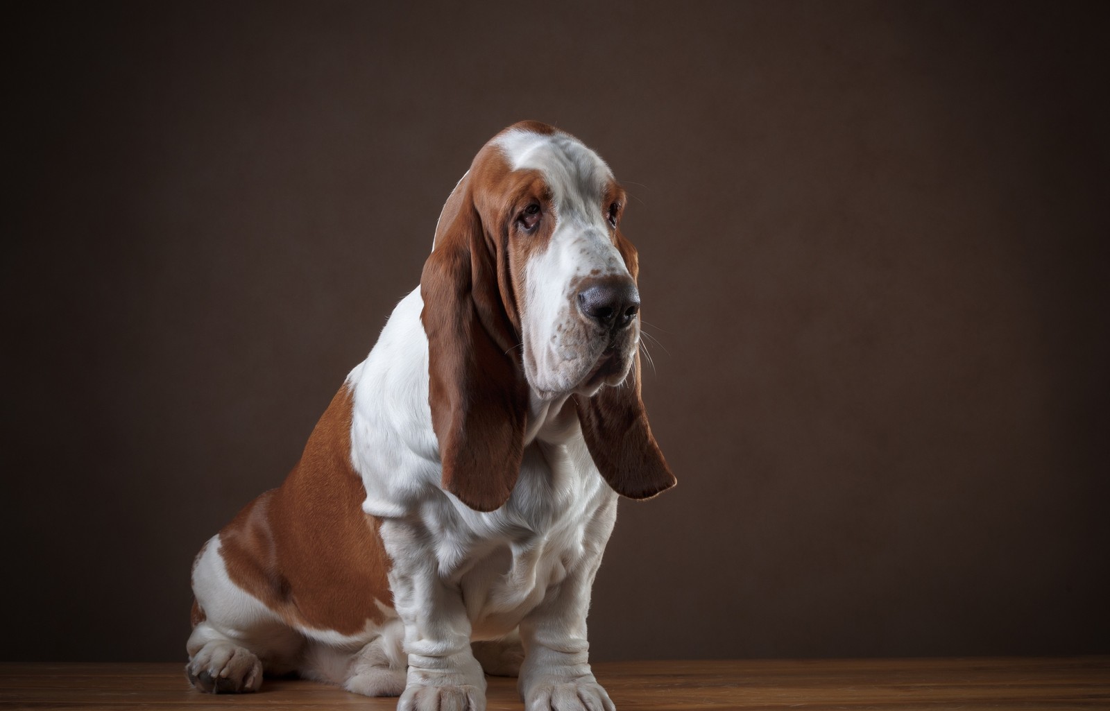 Girafa sentada em um chão de madeira com um fundo marrom (basset hound, filhote, cão, cachorro, raça de cachorro)