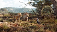 A aventura de Simba e Nala com Zazu nas Terras do Orgulho