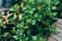 Couverture végétale verte luxuriante avec de délicates boutons de fleurs