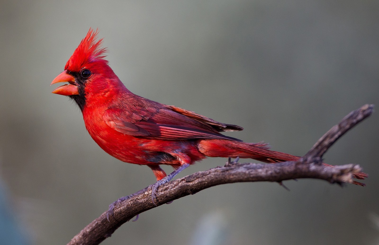 northern cardinal, bird, beak, perching bird, songbird wallpaper