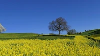 Champs jaunes vibrants sous un ciel bleu clair