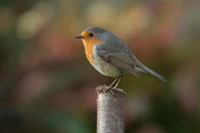 rouge gorge européen, robin américain, oiseau, bec, rouge gorge