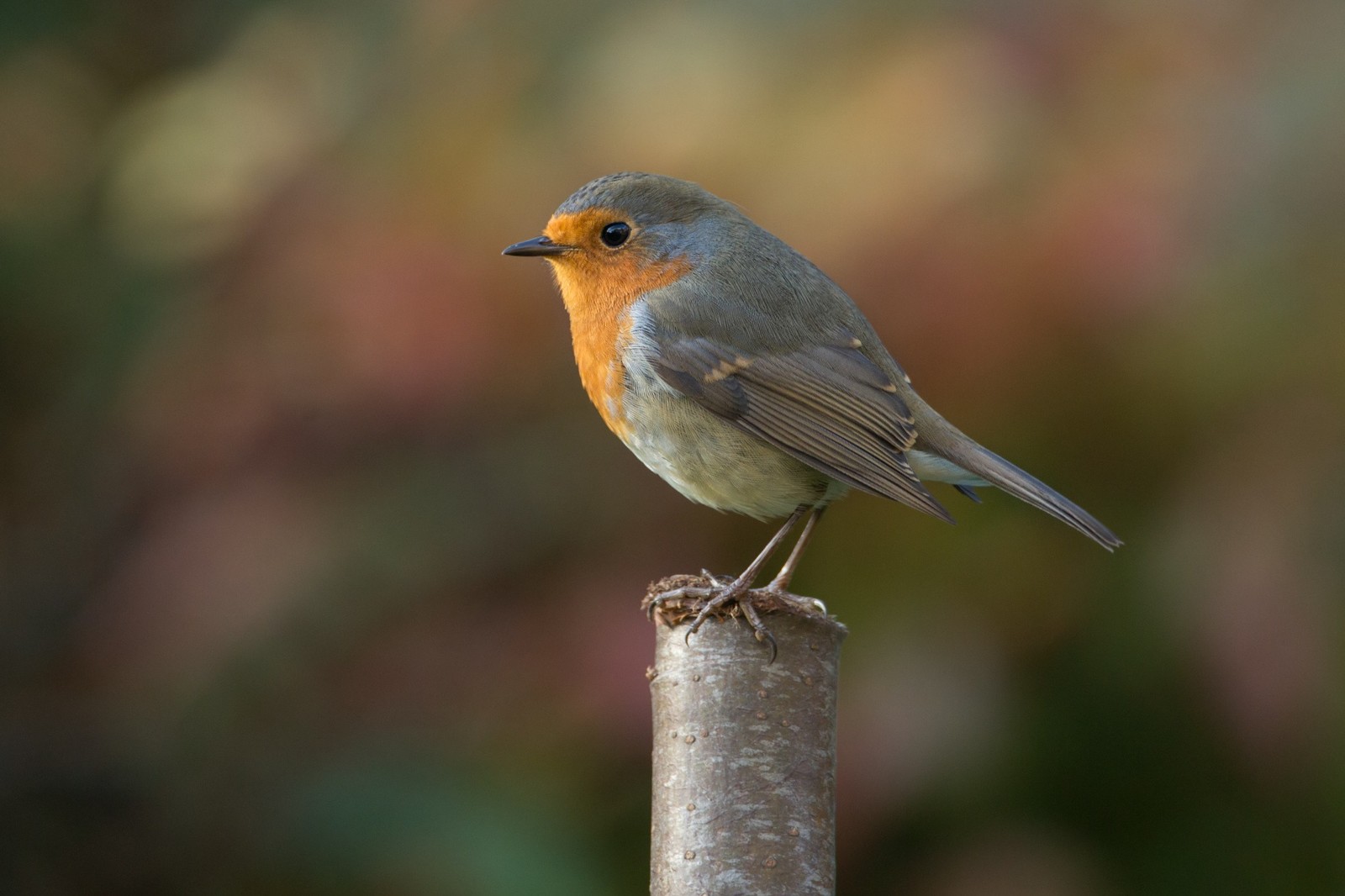 european robin, american robin, bird, beak, robin wallpaper