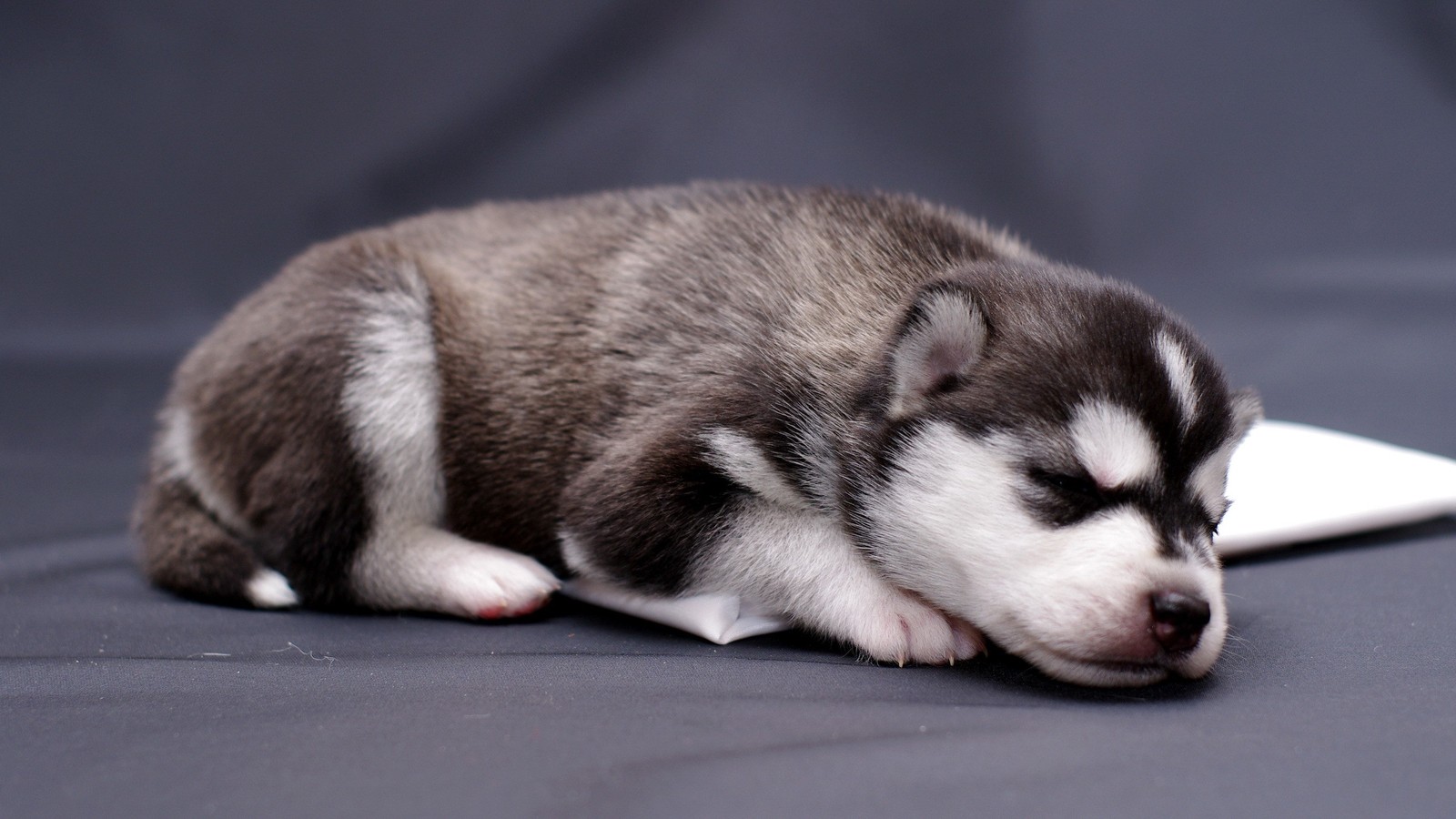 Un cachorro suave durmiendo en una manta sobre una superficie negra (husky siberiano, malamute de alaska, cachorro, pastor alemán, husky)