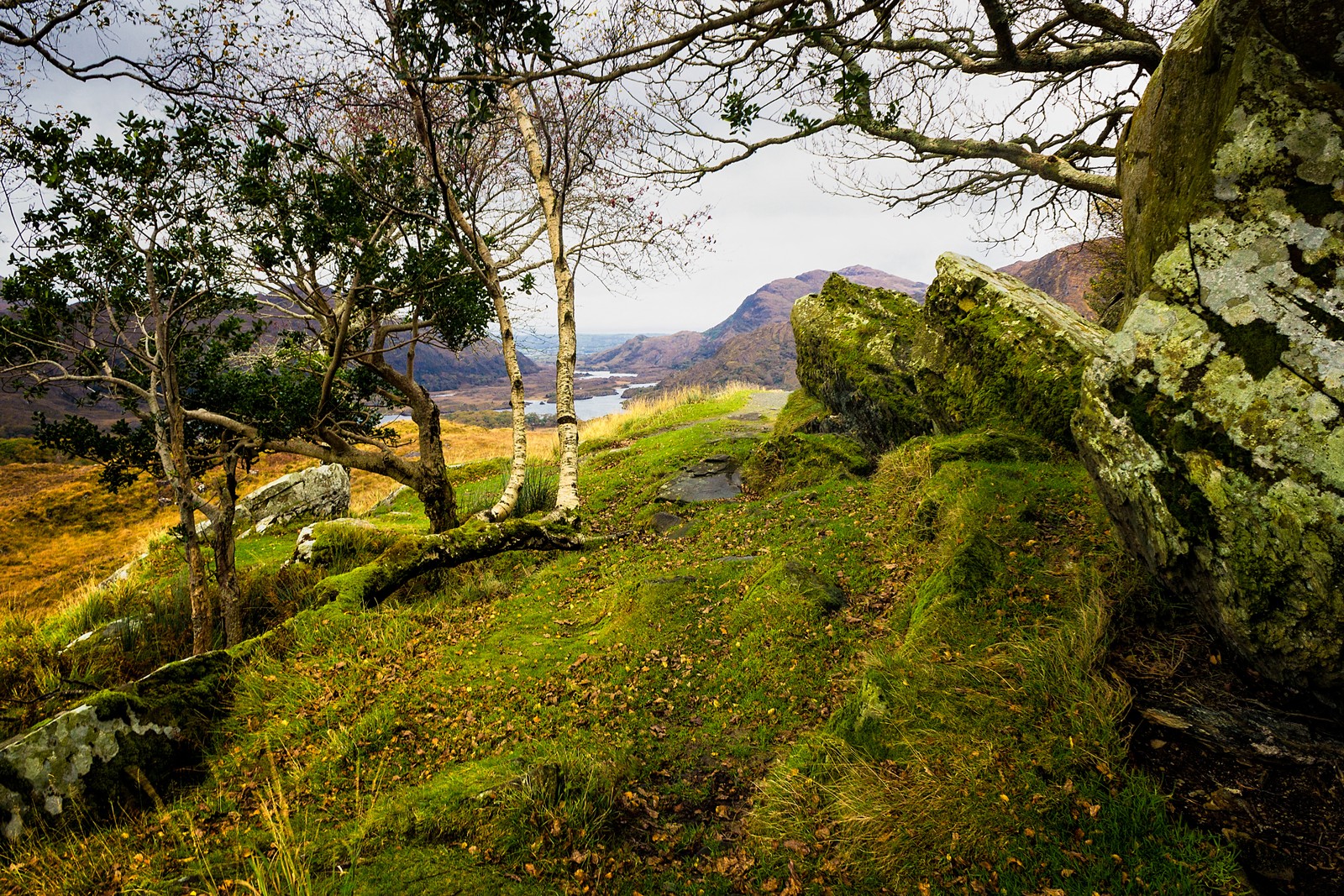 Lade natur, landschaft, vegetation, baum, wildnis Hintergrund herunter