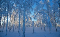 Floresta de bétulas coberta de neve sob um céu de inverno claro