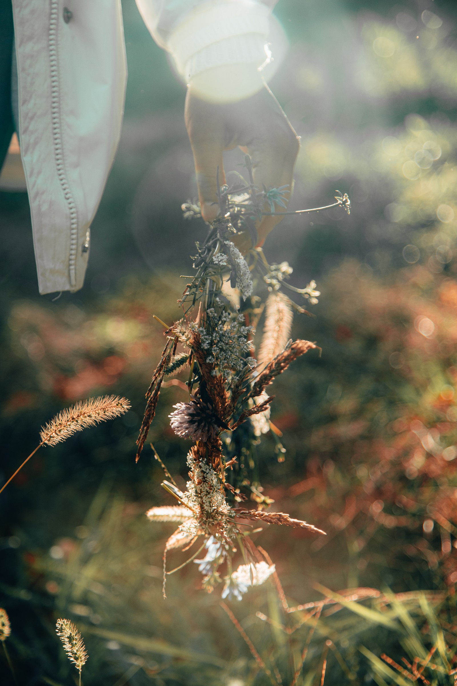 Una persona sosteniendo un insecto en la hierba (primer plano, retroiluminación, ramita, tallo de planta, luz solar)