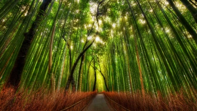 Bosquet de bambous d'Arashiyama : Un chemin serein à travers la luxuriante forêt de bambous de Kyoto