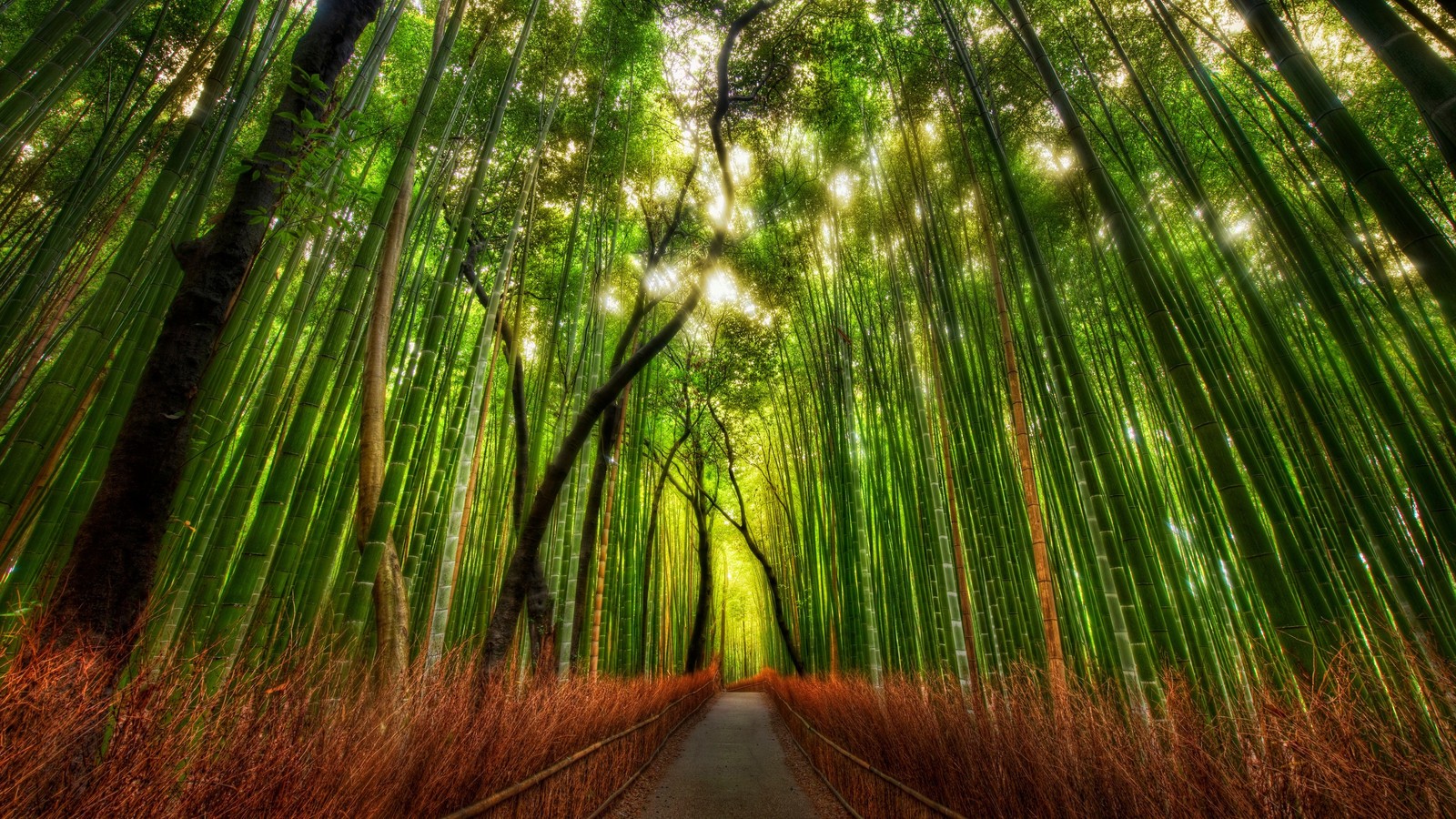 Um caminho através de uma floresta de bambu com altas árvores verdes (bosque de bambu de arashiyama, japão, floresta de bambu, quioto, kyoto)