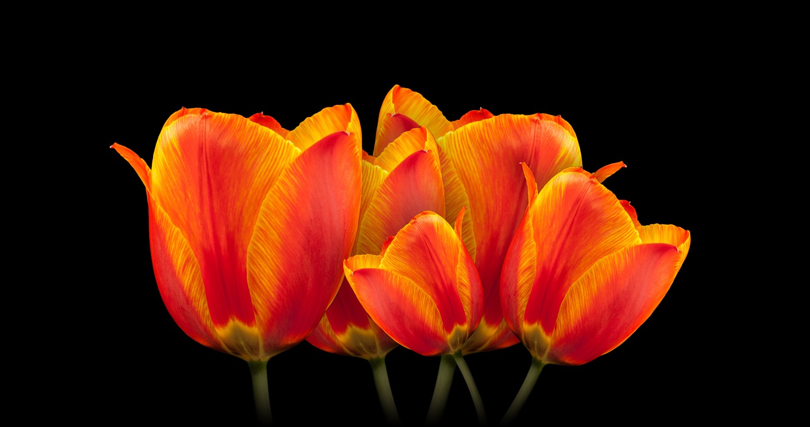 Three orange and yellow tulips on a black background (orange tulips, black background, spring flowers, colorful, blossom)