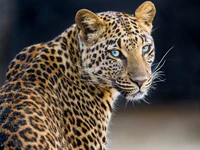 Impresionante retrato en primer plano de una leoparda con llamativos ojos azules