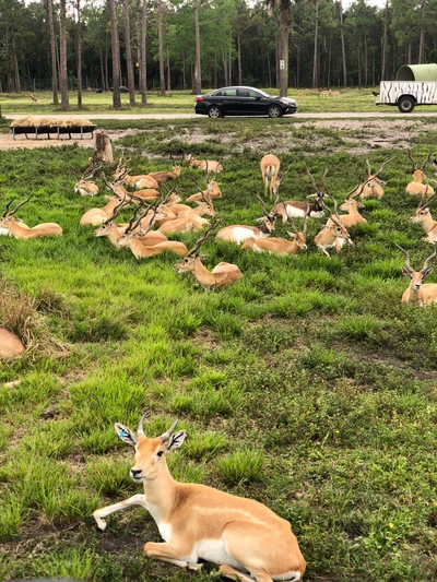 A group of white-tailed deer and fawns resting in a lush pasture, surrounded by trees and a vehicle in the background.