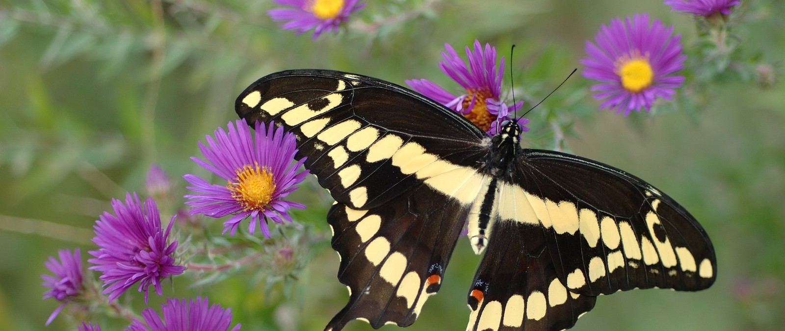 Es gibt einen schmetterling, der auf einer blume sitzt (insekt, blume, schwalbenschwanz, motten und schmetterlinge, schmetterling)