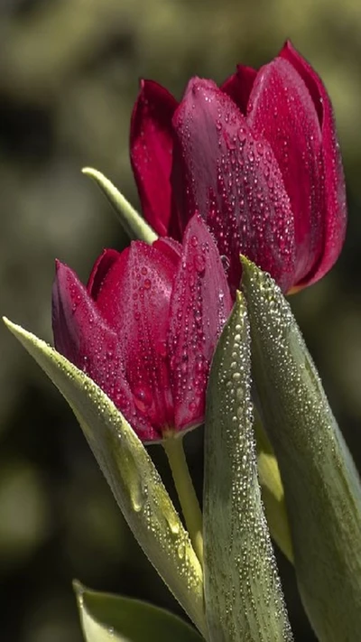 Tulipes rouges vibrantes avec des gouttes de rosée