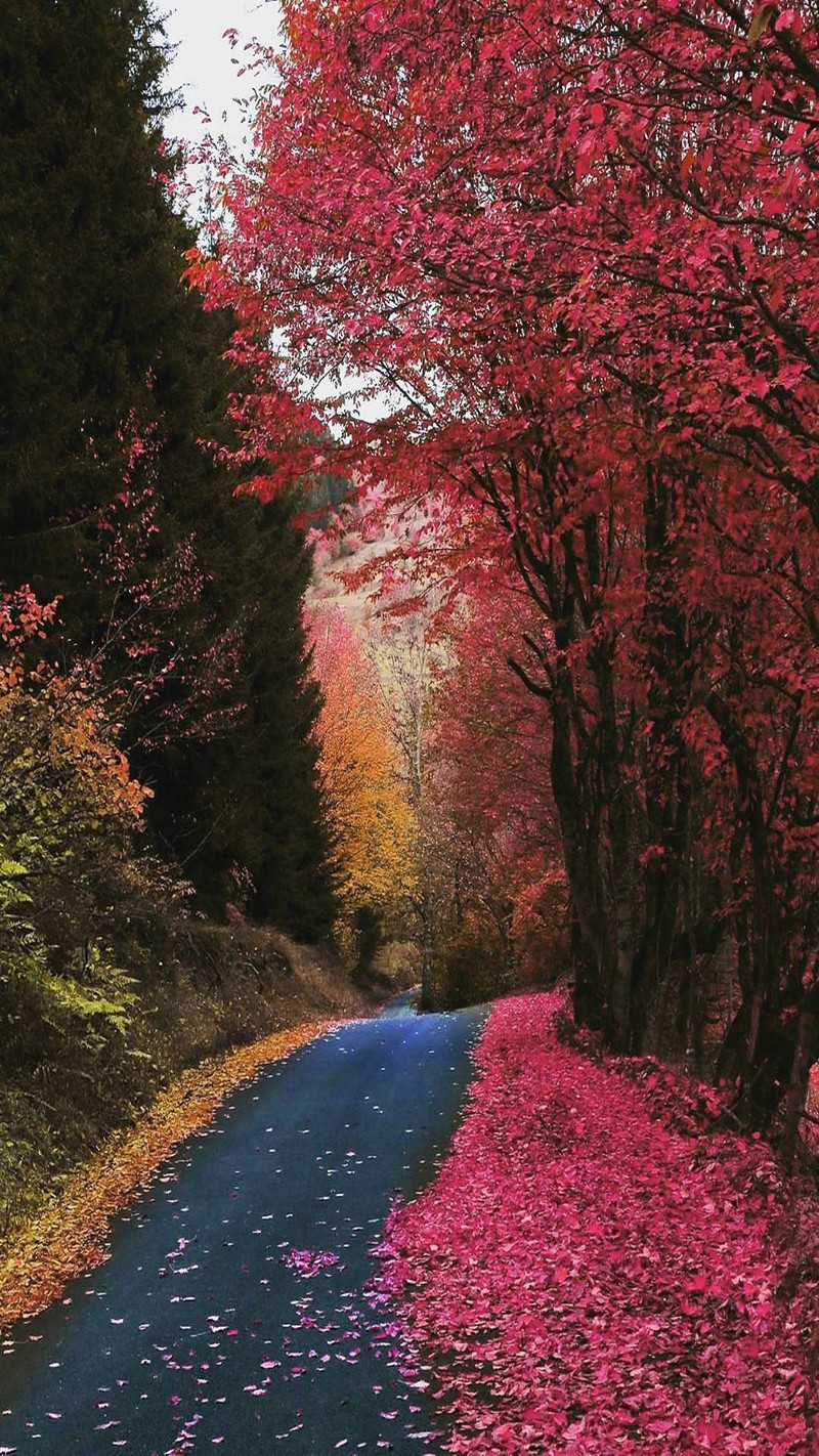 Una vista de una carretera con un montón de hojas a su lado (paisaje, naturaleza, rosa)