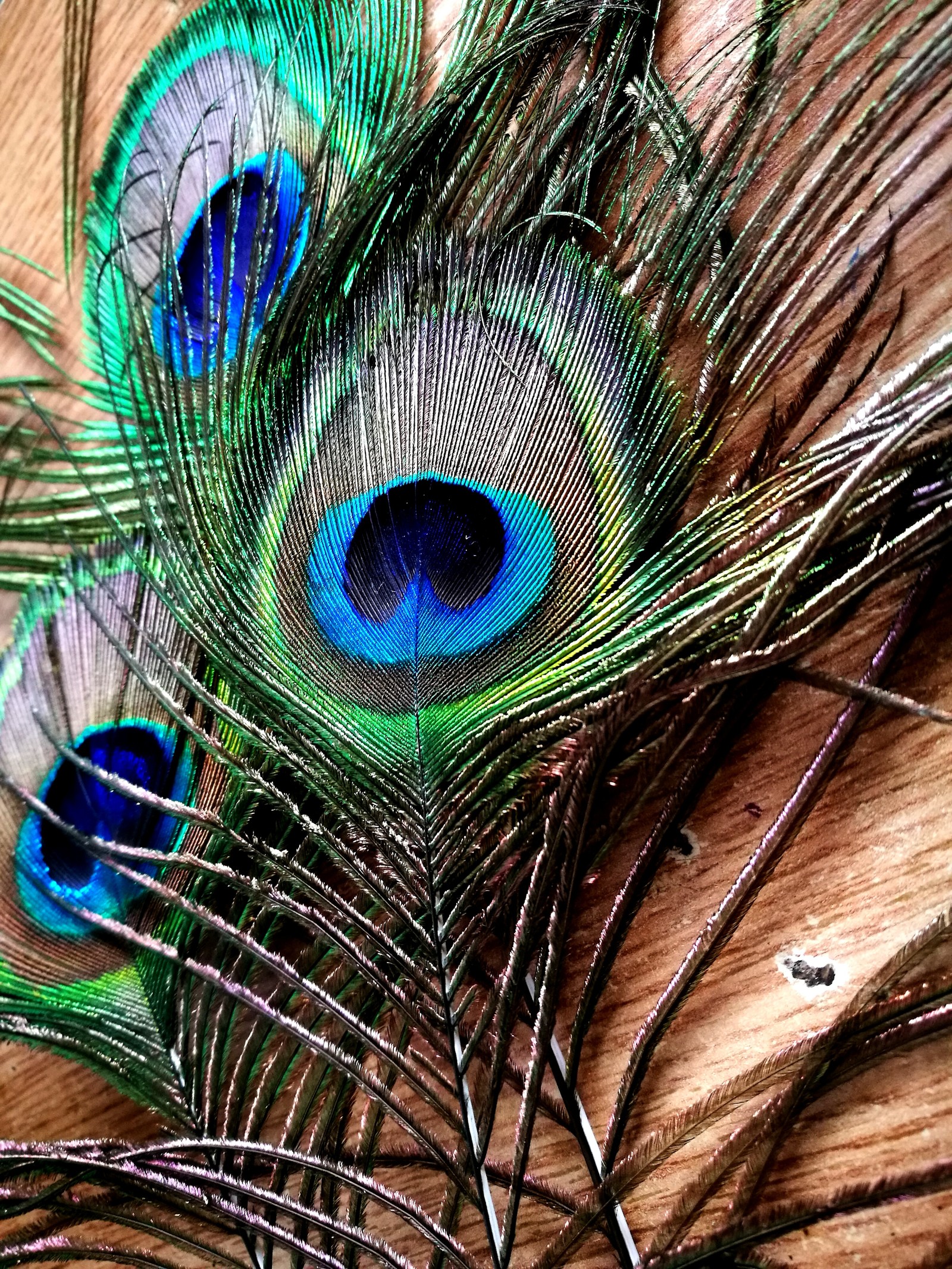 Peacock feathers are laying on a wooden surface with a blue eye (birds, feather, feathers, inspiration, paun)