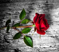 Red Rose on Weathered Wood Background