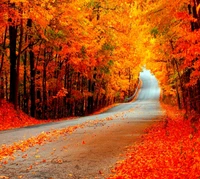 Herbstliche Gelassenheit: Eine Windende Straße Durch Lebendige Herbstlaub