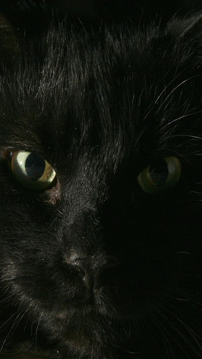 Gros plan d'un chat noir avec des yeux verts frappants sur un fond sombre.