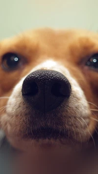 Close-up of a sweet dog's nose and expressive eyes.