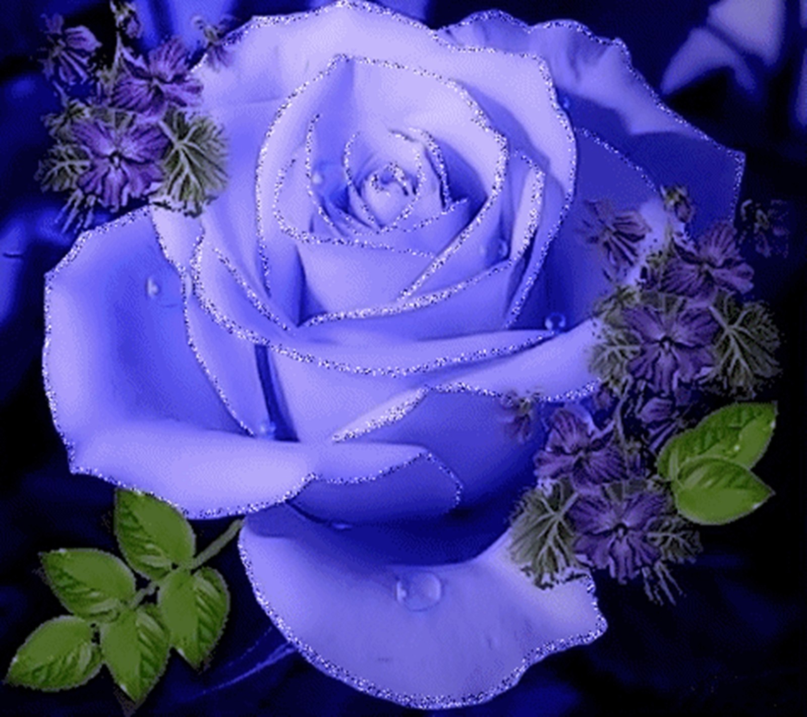 Rose violette avec des gouttes d'eau sur les pétales et les feuilles (bleu, rose)