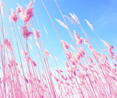 blau, gras, rosa, himmel