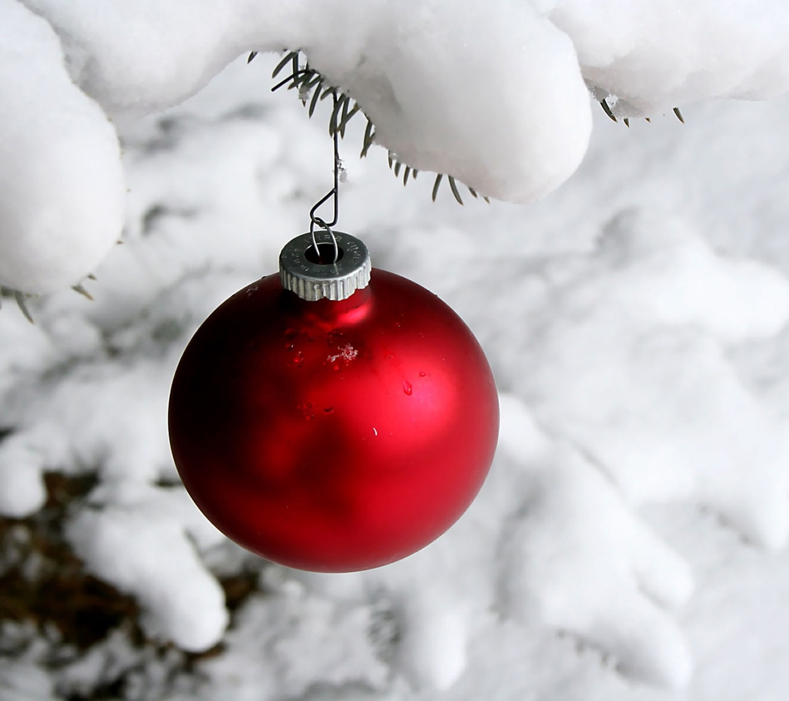 Há um ornamento vermelho pendurado em um galho de árvore (natal, dezembro, feriado, amor, alegre)