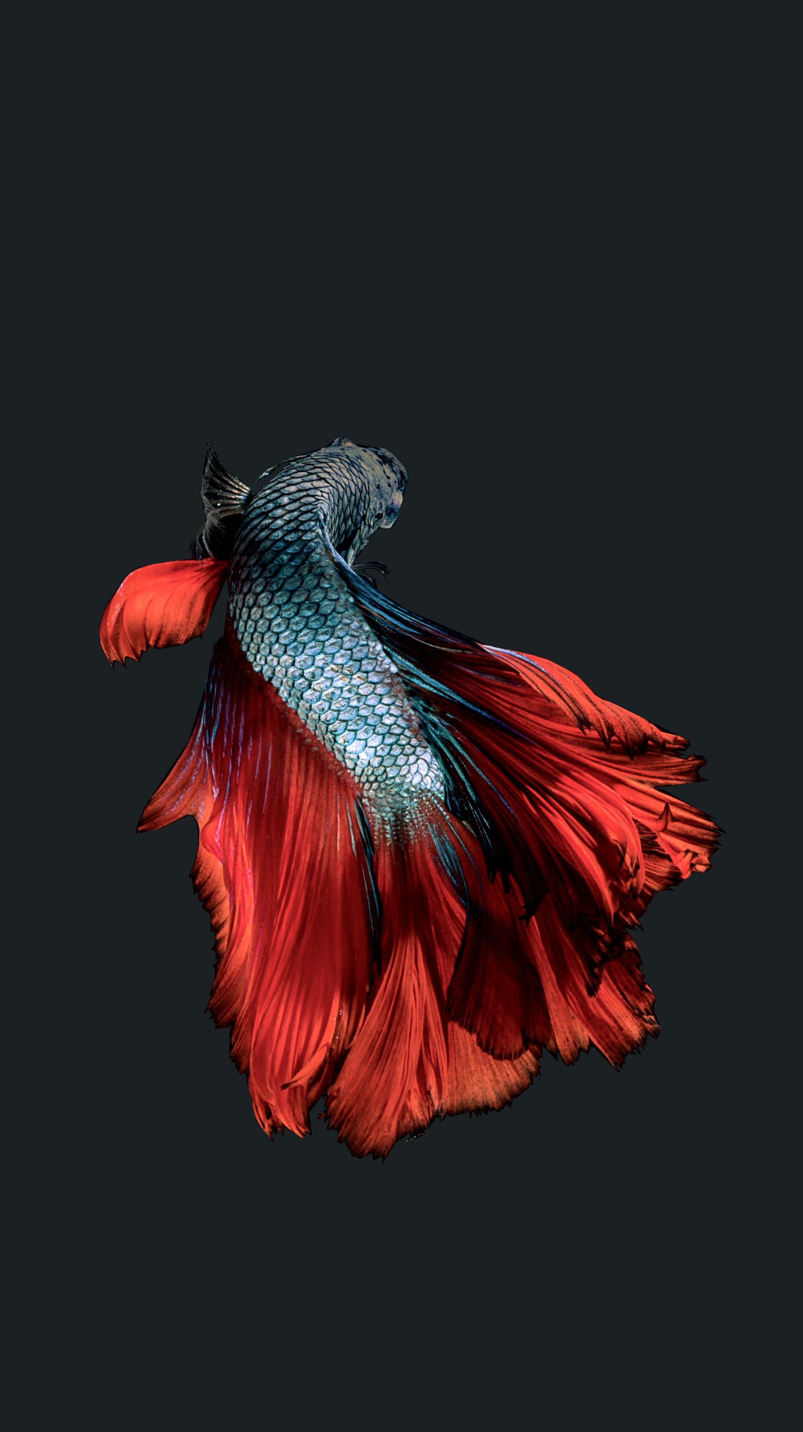 Pez con cola roja y azul sobre un fondo negro (6s, betta, azul, pez, hd)