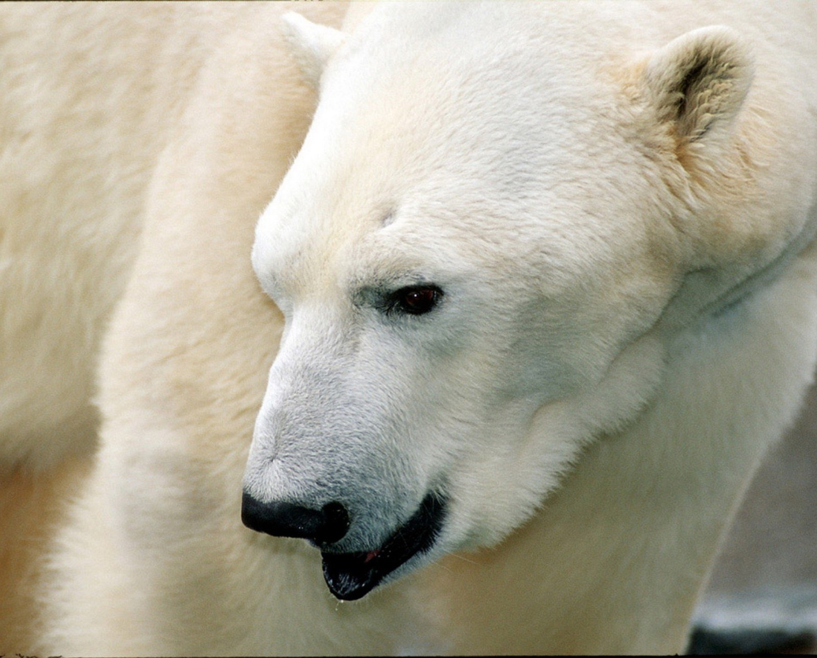 Hay un oso polar de pie en la hierba (animal, naturaleza)