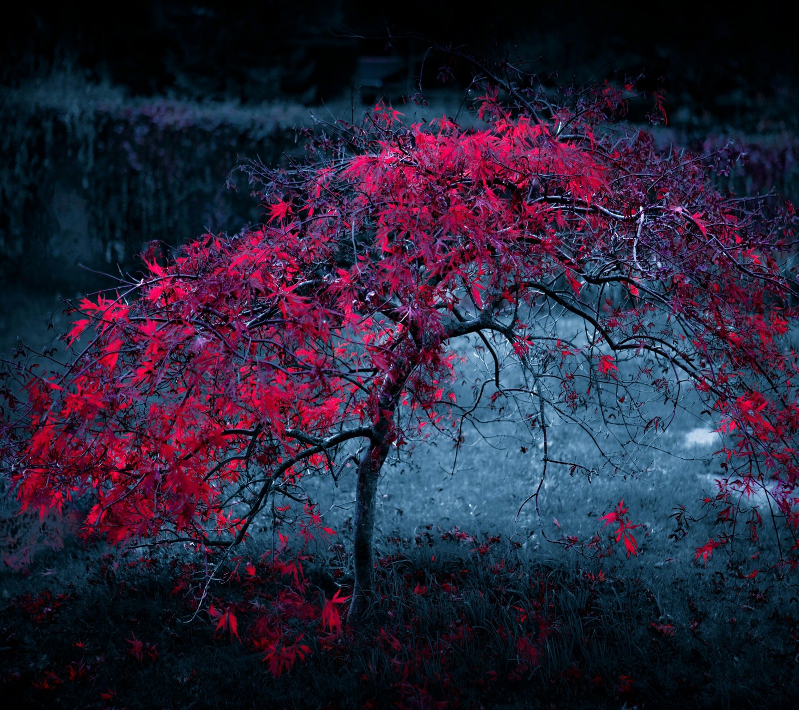 Descargar fondo de pantalla hojas, árbol