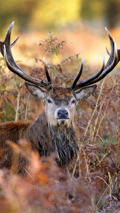 Cerf rouge majestueux au milieu du feuillage automnal