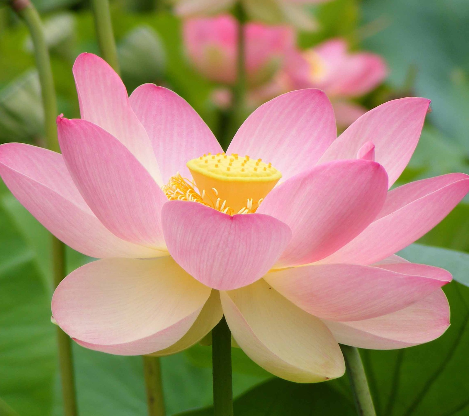 Un primer plano de una flor rosa con hojas verdes de fondo (flor, loto)