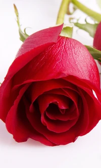 flower, love, rose wallpaper